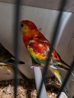 Rood opaline  x oranje opaline roodruggen, Dieren en Toebehoren, Vogels | Parkieten en Papegaaien, Meerdere dieren, Parkiet