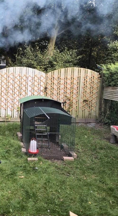 Nestera kippenren 2 m!!!!, Dieren en Toebehoren, Pluimvee, Kip, Meerdere dieren