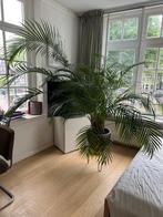 Areca Goudpalm · Areca XXXL, Ophalen, Overige soorten, Minder dan 100 cm