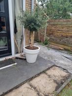 20 stuks Antreciet beton tegel 60x60x6, Tuin en Terras, Ophalen of Verzenden, Gebruikt, Beton, Overige typen