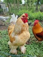 Lieve brahma haan lemon pyle te koop, Dieren en Toebehoren, Mannelijk, Kip