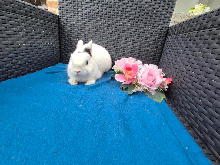 Lief mooi Mini kleurdwergje rammetje, Dieren en Toebehoren, Konijnen, Dwerg, Mannelijk, 0 tot 2 jaar