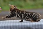 Prachtige gerozette Bengaal kittens beschikbaar, Dieren en Toebehoren, Katten en Kittens | Raskatten | Korthaar, Meerdere dieren