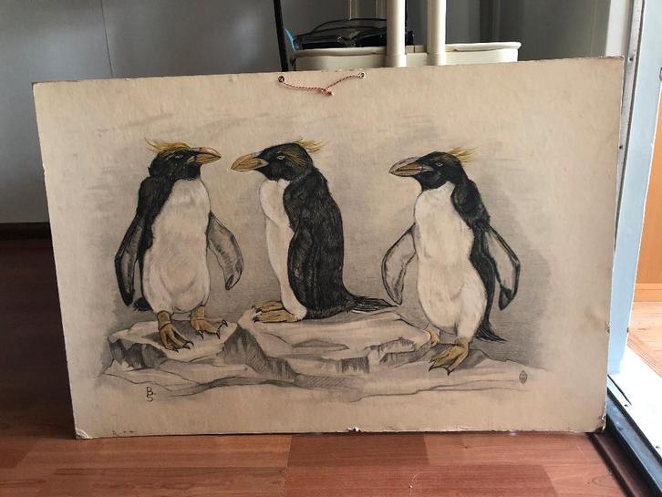 Wandplaat Pinguïns, Antiek en Kunst, Antiek | Schoolplaten, Natuur en Biologie, Ophalen of Verzenden