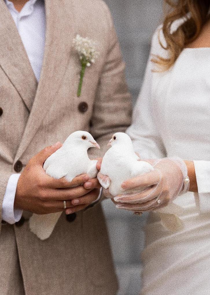 Bruidsduiven Witteduiven Trouwduiven, Dieren en Toebehoren, Vogels | Duiven, Postduif, Meerdere dieren