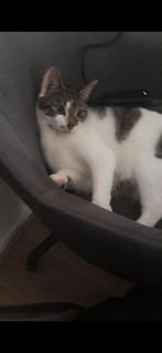 Poes, Dieren en Toebehoren, Katten en Kittens | Dekkaters