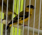Sijzen Yarel Sijzen Koppel, Dieren en Toebehoren, Meerdere dieren, Wildzangvogel