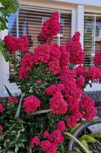 Lagerstroemia Tuscarora struiken Indische sering 60 - 80 cm, Ophalen of Verzenden, Overige soorten, Struik, Minder dan 100 cm