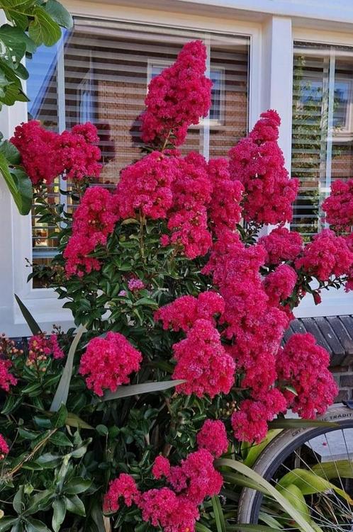 Lagerstroemia Tuscarora struiken Indische sering 60 - 80 cm, Tuin en Terras, Planten | Struiken en Hagen, Struik, Overige soorten