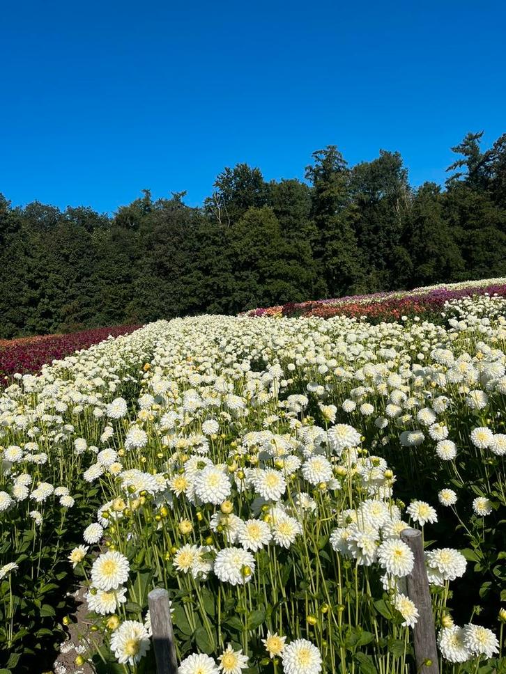Dahlia knollen te koop, Tuin en Terras, Bloembollen en Zaden, Knol, Voorjaar, Volle zon, Ophalen