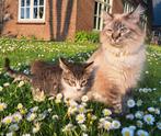 Jonge poesjes kittens, Dieren en Toebehoren, Katten en Kittens | Overige Katten, Poes
