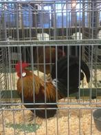 Hollandse kriel, Dieren en Toebehoren, Pluimvee, Kip