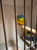 Koppel turquoisine parkieten, Dieren en Toebehoren, Vogels | Parkieten en Papegaaien, Meerdere dieren, Parkiet