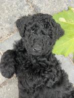 Labradoodle pups, Dieren en Toebehoren, Rabiës (hondsdolheid), Overige rassen, 8 tot 15 weken, Meerdere