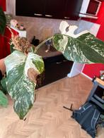 Monstera Albo Variegata nr. 3 - Goed Geworteld!, Ophalen of Verzenden