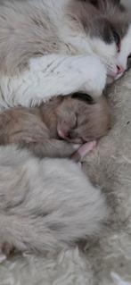 Ragdoll kittens, Geslacht onbekend, Gechipt, 0 tot 2 jaar