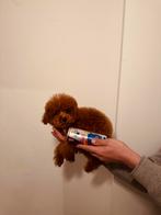 100% Klein blijvend toy poedel toypoedel, Dieren en Toebehoren, Honden | Chihuahua's en Gezelschapshonden, Poedel, Particulier