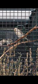 Witstuitbarmsijs man, Dieren en Toebehoren, Mannelijk