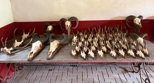 Verschillende ree en hert geweien.Individueel of €400 alles, Huis en Inrichting, Woonaccessoires | Wanddecoraties, Zo goed als nieuw