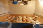 Poule de Bresse nog 13 kuikens beschikbaar, Meerdere dieren, Kip