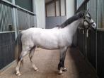 8 jarige Dpony merrie, Dieren en Toebehoren, Merrie, B, D pony (1.37m tot 1.48m), Gechipt