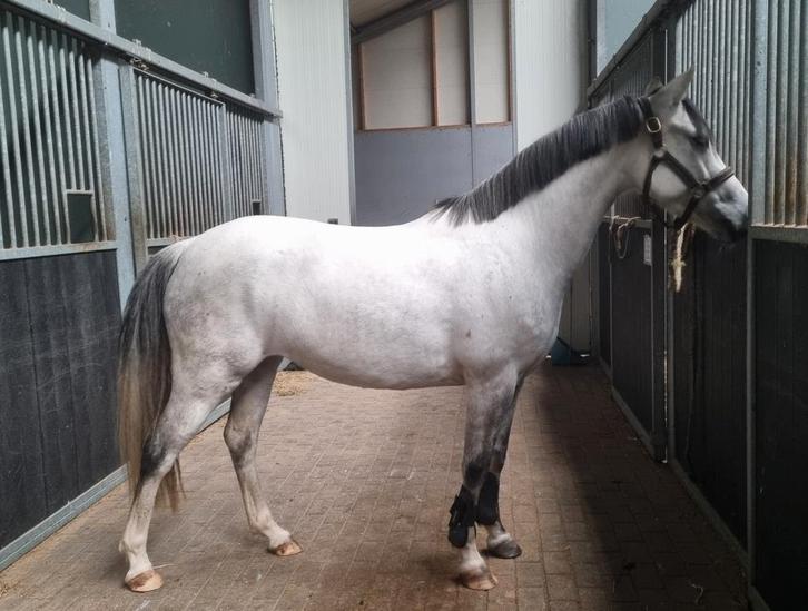 8 jarige Dpony merrie, Dieren en Toebehoren, Pony's, Merrie, B, D pony (1.37m tot 1.48m), 7 tot 10 jaar, Gechipt, Ontwormd