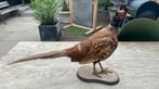 Opgezette vogel taxidermie mancave, Ophalen of Verzenden, Zo goed als nieuw