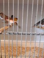 Jonge vogels harlekeinen en andere 15 EURO per stuk, Meerdere dieren, Parkiet