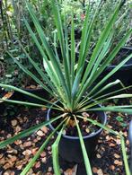 Yucca tuinpant , staat in de kuip . ongeveer 60 cm hoog, Tuin en Terras, Volle zon, Vaste plant, Zomer, Ophalen