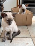Siamees chocolate point kitten te koop, Dieren en Toebehoren, Katten en Kittens | Raskatten | Korthaar, Poes, Gechipt, 0 tot 2 jaar