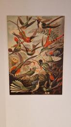 Wanddecoratie vogels op hout, Ophalen of Verzenden, Zo goed als nieuw