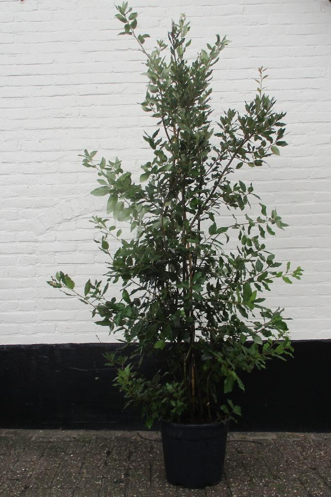 Quercus Ilex  Steeneik meerstammig 160/180 ACTIE! € 75,00!!, Tuin en Terras, Planten | Bomen, Overige soorten, 100 tot 250 cm