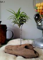 Airplants - Tillandsia PRACHTIGE decoraties - cadeaus, Groene kamerplant, Ophalen of Verzenden, Overige soorten, Minder dan 100 cm