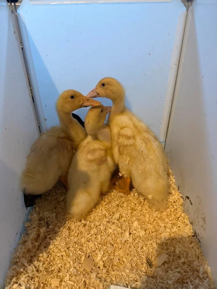 Baby ducks for adoption, Dieren en Toebehoren, Pluimvee