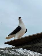 Mooi man duiven, Dieren en Toebehoren, Vogels | Duiven, Mannelijk
