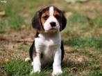 Beagelier, Dieren en Toebehoren, Nederland, Overige rassen, 8 tot 15 weken, CDV (hondenziekte)