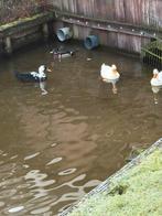 Vier eendjes, Meerdere dieren, Eend