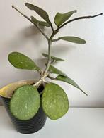 Hoya Obovata Splash Grote Plant, Overige soorten, Minder dan 100 cm, Ophalen of Verzenden, Halfschaduw