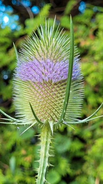 Kaardebol / Dipsacus fullonum eerste jaars rozettten beschikbaar voor biedingen