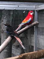 Rosellas, Dieren en Toebehoren, Vogels | Parkieten en Papegaaien, Mannelijk, Parkiet, Geringd