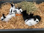 Jonge konijntjes, Meerdere dieren, 0 tot 2 jaar, Middelgroot