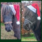 Te koop mini shetlander ruinen kinderpony, Dieren en Toebehoren, Pony's, Ruin, A pony (tot 1.17m), Gechipt, 3 tot 6 jaar
