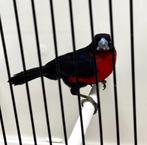 Gezocht Roodborstblauwsnavel (Spermophaga haematina) Pop, Dieren en Toebehoren, Vogels | Overige Vogels, Vrouwelijk, Tropenvogel