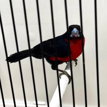 Gezocht Roodborstblauwsnavel (Spermophaga haematina) Pop beschikbaar voor biedingen
