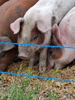 Duroc Pietrain scharrel biggen te koop, Dieren en Toebehoren, Meerdere dieren, Varken