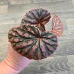 Begonia Negroensis x Chlorosticta, Ophalen, Overige soorten, Minder dan 100 cm