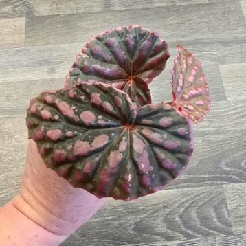 Begonia Negroensis x Chlorosticta  beschikbaar voor biedingen