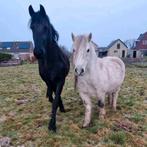 Friese merrie en pony ruin, Recreatiepaard, Meerdere dieren, 160 tot 165 cm, Niet van toepassing