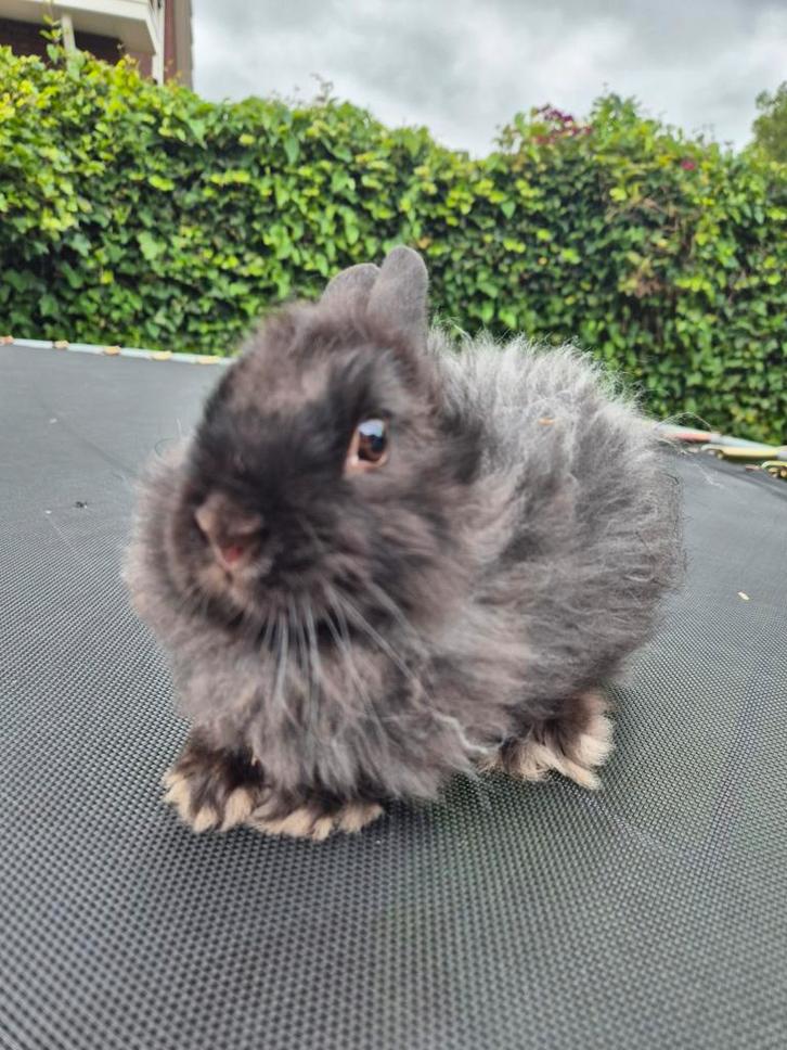 Meerdere vosdwerg konijntjes te koop, Dieren en Toebehoren, Konijnen, Meerdere dieren