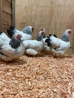 Mooie Wyandotte columbia kriel hennen, Dieren en Toebehoren, Pluimvee, Vrouwelijk, Kip